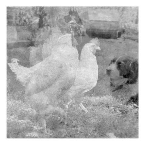 Double exposure of a chicken and our dog Photo of chicken and dog